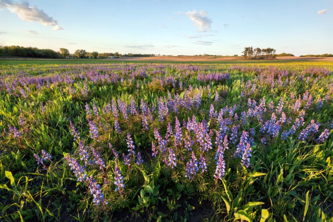 Shutterstock 1975304048 1.jpg