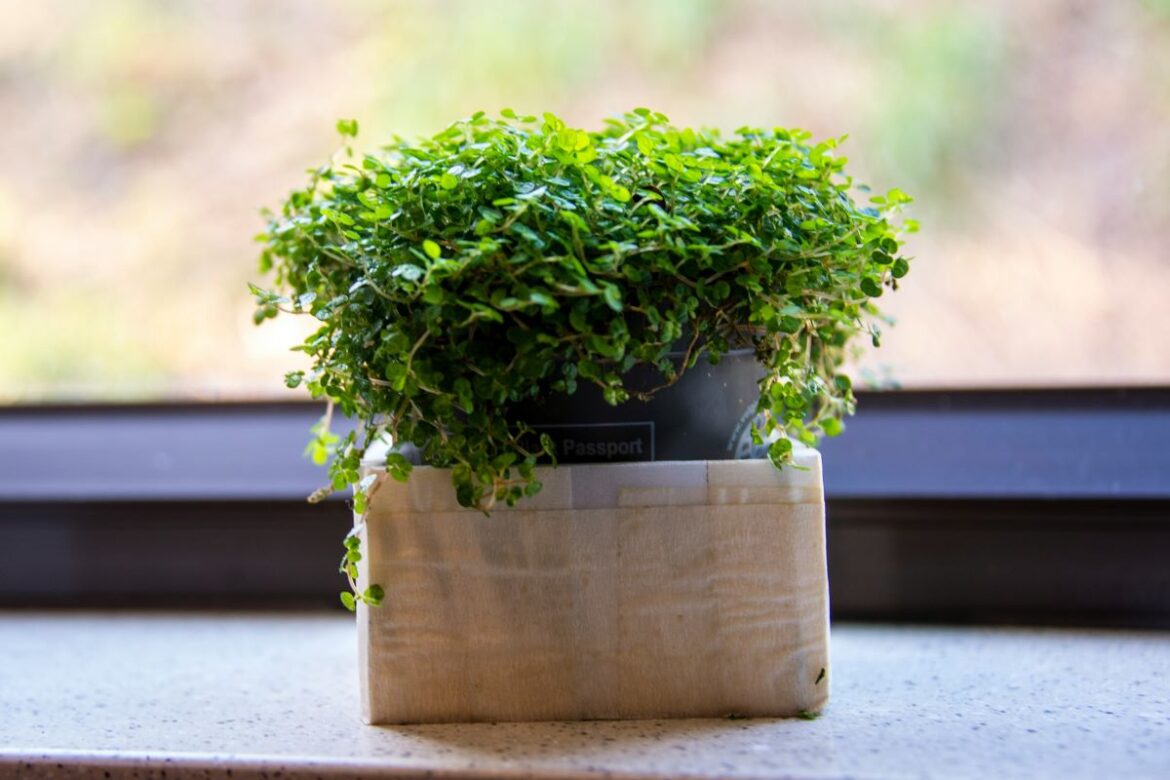 Small plant in window.jpg