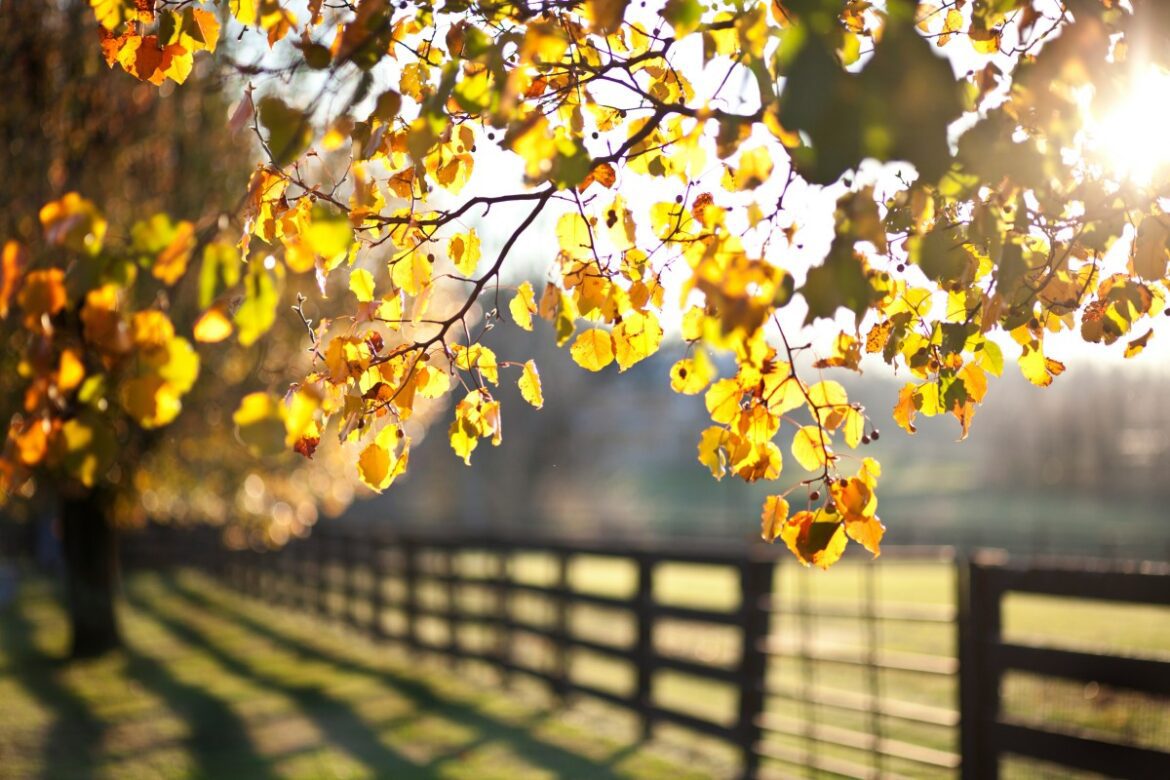 Tree leaves with horse stable in back.jpg
