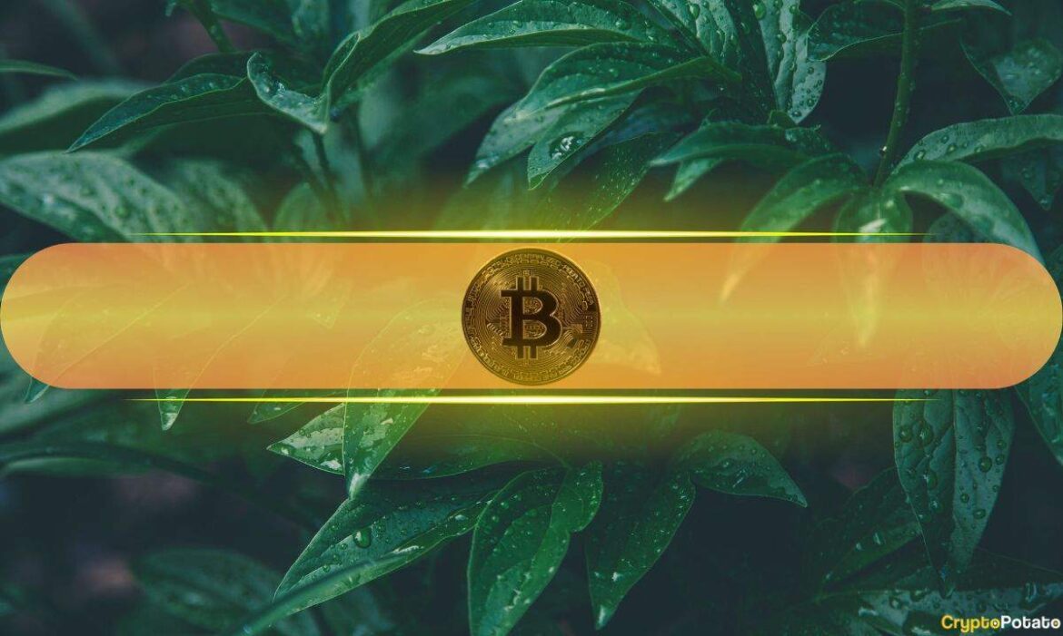 Bitcoin green cover 2.jpg