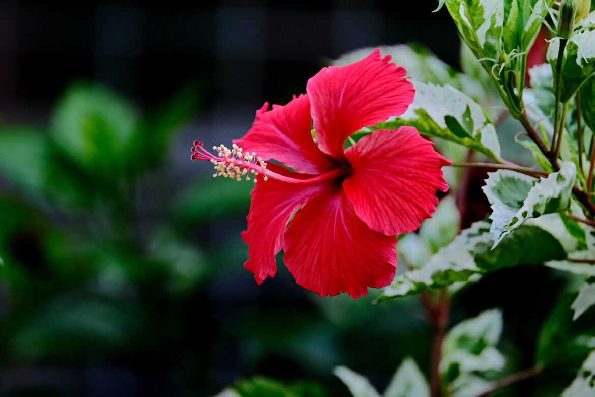Hibiscus 7137172 1280.jpg