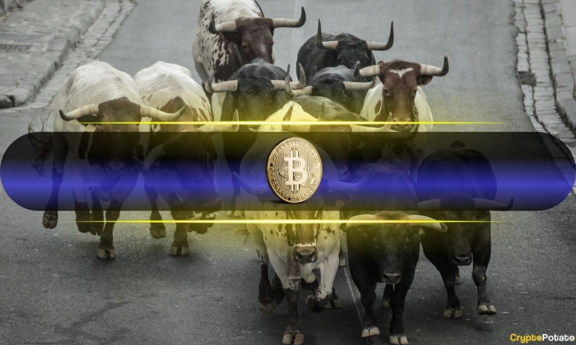 Bitcoin bulls cover.jpg