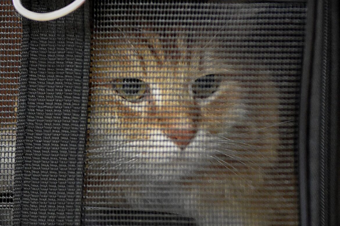 Feed image 1784468552.jpg
