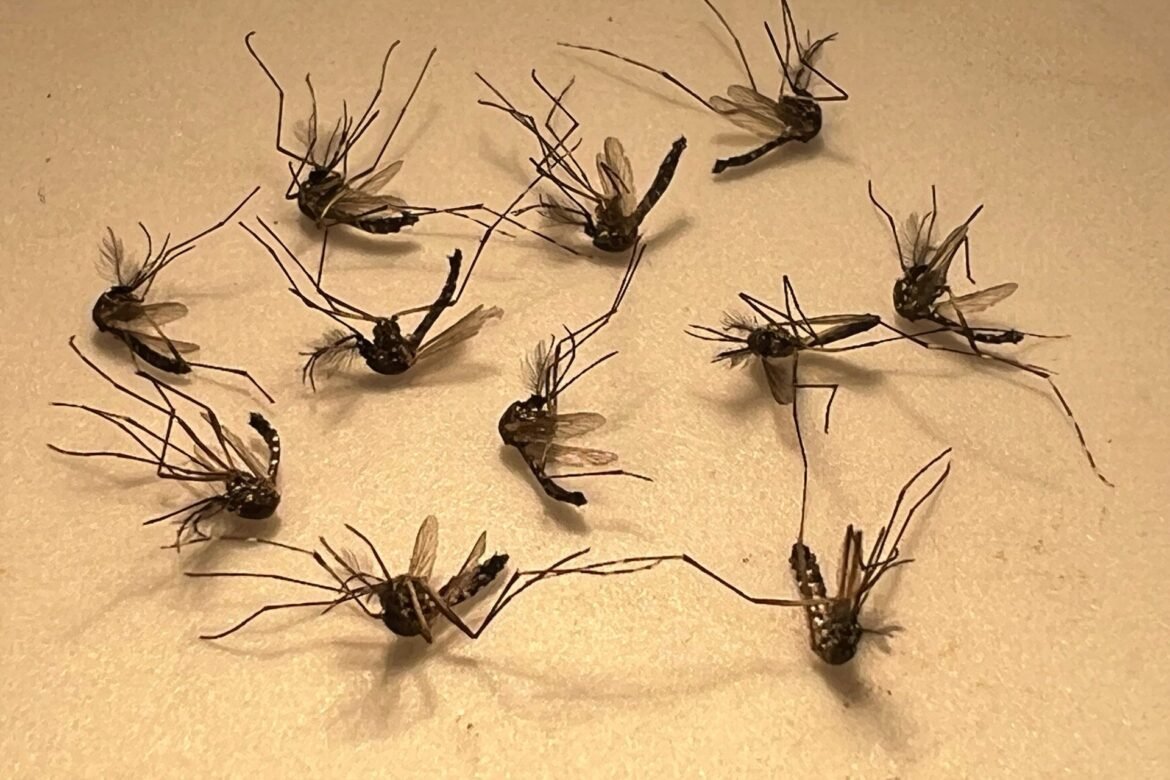Feed image 1785937244 scaled.jpg